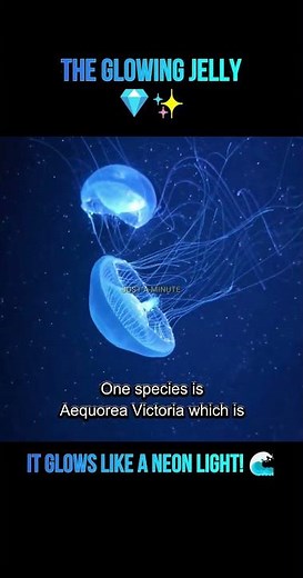 Crystal Jelly: The Invisible Predator 🫥 #facts