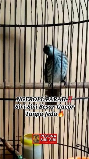 Siri-Siri Besar Langsung Nyaut Setelah Dengar Suara Ini‼️ #kicaumania #sirisiri