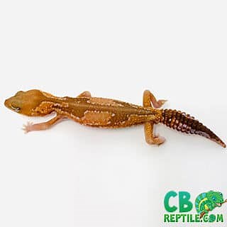 African Fat Tailed Gecko for sale