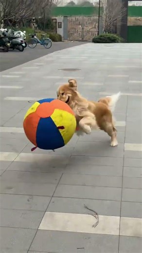 Giant Pet Toy Ball - Ultimate Dog Walking Essential