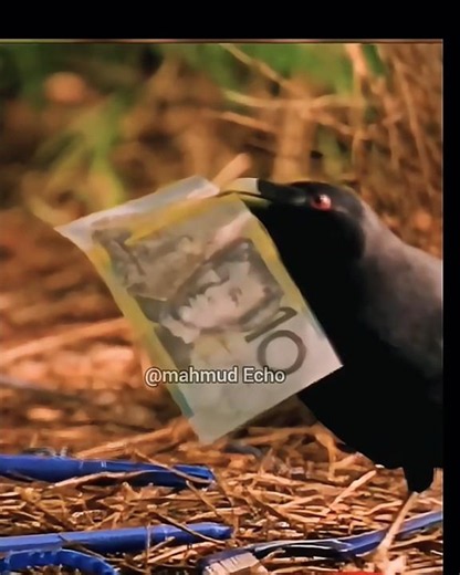 Bower Bird Love Story