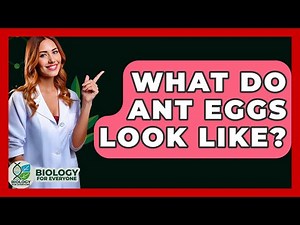 What Do Ant Eggs Look Like? - Biology For Everyone