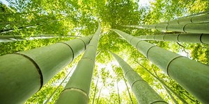 ¿Por qué el bambú japonés es la planta de los emprendedores?