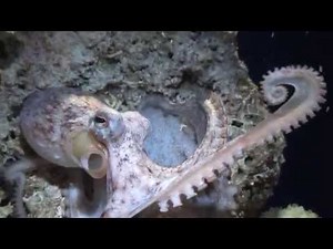 Caribbean Octopus Vulgaris Hatchlings | California Academy of Sciences