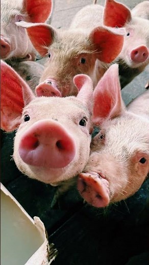 Pig Oink Grunt sound | Pig sound effect high pitch #shorts