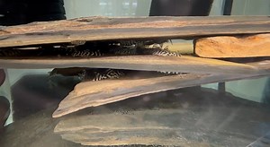 4.4K views · 71 reactions | Common setup for growing fry after moving them from the floating box . | Pleco Ceramics | Facebook