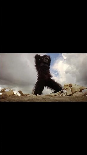 300,000 years of man