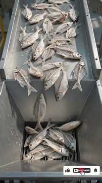 How Tons of Fish Are Turned Into Pure Calcium Powder! 🐟➡️💊#seafood #fish