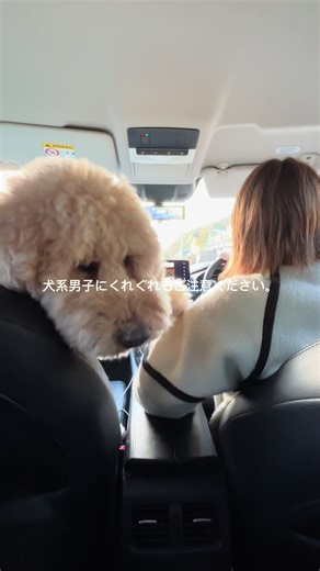 犬系男子とのドライブには、いくつか注意点があります🚗 後部座席からでも前のめりで手を繋いできたり、常に触れていたがるので、運転中は少し重いです。 しかも、助手席の相棒感をすごく出しているのに、道案内は一切しませんし、ガソリン代も1円も払ってくれません。 ただのヒモ男…と言いたいところですが、最後にこんな顔で笑いかけられたら、すべて許してしまうんですよね🥲笑 皆さんの周りにも、こんな犬系男子いませんか？🐶 #スタンダードプードル #大型犬 #犬のいる生活 #犬系男子