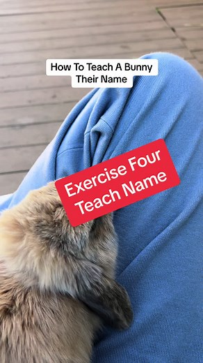 Exercise Four From The Rabbit Training Guide - Teach Name. Pounds is learning to respond to her name with distractions today. Heights are not her favorite. 🙁 She handled it like a champion 🏆 though. Our rabbit training guide 🗺️ is the ultimate resource for anyone who wants to deepen their relationship 💍 with their bunny 🐇 and create a 💞 harmonious and fulfilling partnership. It is packed with ✅ practical advice, ✅ expert tips, and ✅ proven techniques that will help you 🤔 understand your b