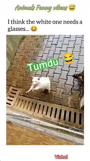 Animals Funny video 😅 #funnyanimal #comedy #shorts