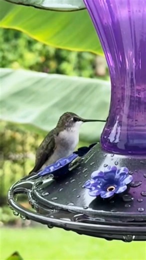 Wow! Hummingbird Feeder with Ant Moat. | Nature Camp & Garden Lovers
