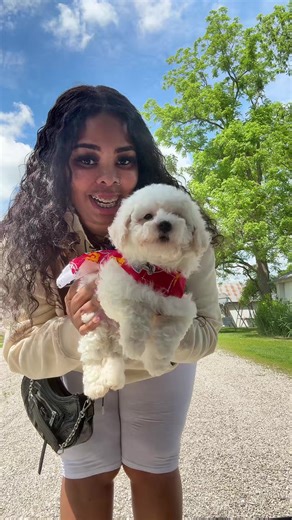 Bichon Poodle Mix: Adorable Pet Care Tips