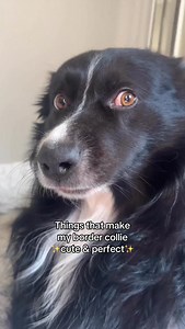 Just a few things that make my border collie cute and perfect😭🥹🫶 Am I biased… or do you agree?🫣😂 Does your border collie do these things too? Let’s add to the list - I have so many more things I could put on this list🥹 #bordercolliethings #bordercolliesofinsta #bordercolliesofig #bordercollies #bordercolliesarethebest #bordercolliesofinstagram #herdingdog #herdingdogs #herdingdogsofinstagram #dogexpressions #cutedog #cutedogsofinstagram #cutedogs #perfectdog #perfectdogs #mydogisperfect #h