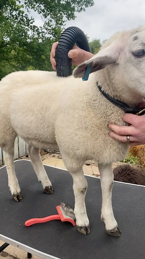 7.7K views · 135 reactions | New Sideline? Should I poodle my nome doodle? How to groom your sheep  #petlamb #sheepdog #sheepsheep #grooming #sheepadoodle #sheepgrooming | Newfangled Newfoundlands & Chow Chows | Facebook