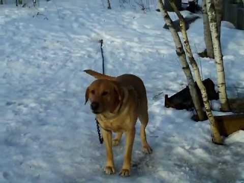 yellow labs barking