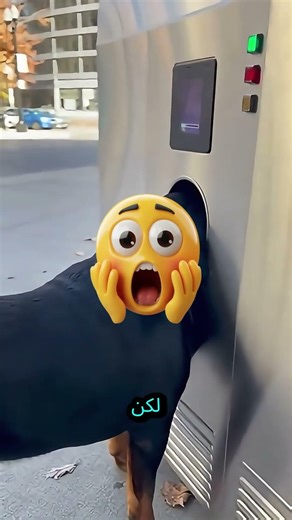 الكلب الفضولي ارتكب خطأً كبيرًا! 🐶❌