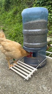 #backyardchickens #chickens #chicken | Raising Chickens