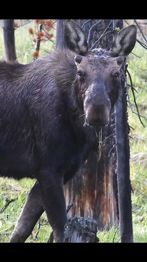 A moose feeds in Yellowstone National Park. | Michael Hodges, Author