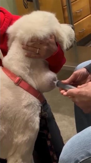 This cute dog has a benign cyst in his neck. #vets #veterinary #petscare #pettreatment #petshealth
