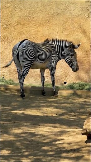 Grevy's Zebra at the L.A. Zoo!