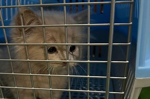 Pada Usia Berapa Anak Kucing Boleh Diadopsi? | Adjar