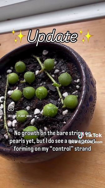 curly_plant_mom on TikTok