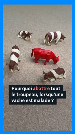 Le Monde on Instagram: "Les enjeux de la vaccination de bovins à la dermatose nodulaire contagieuse. Vidéo : Constance Derouin #dnc #agriculteur #agriculture #elevage #france #abattage"