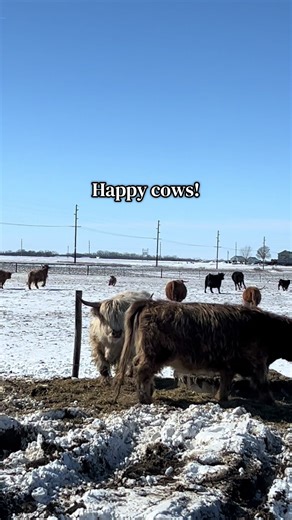 Happy little cows! #Cows #HappyCows #CountryLife #FarmLife #Iowa | cow videos