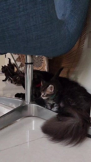 motherofmainecoon on TikTok