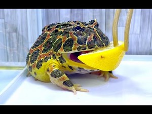 When I gave a lemon to a horned frog, it got into trouble.