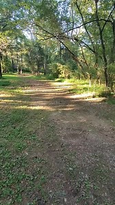 233K views · 10K reactions | They call these witness trees because they were alive during an important, historical event. #exploring #hiking #history #local #nature #abandonedplaces #discovery #fyp #viralreel #Georgia #southern #georgiahistory #outdoors | Zach Byrd Adventure Hour | Facebook