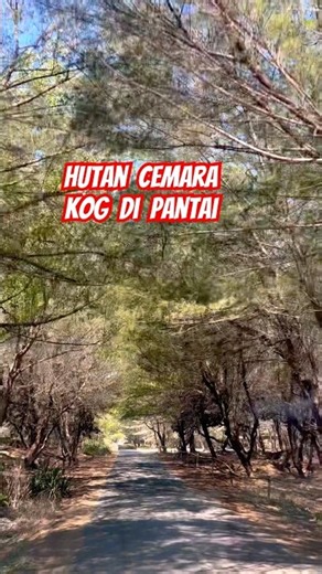Menelusuri Hutan Cemara Laut di Yogyakarta #shorts #gumukpasir