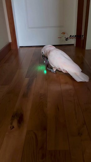 Down the stairs! 🤣🤣🤣 #barneythewestcoastcockatoo #play #time