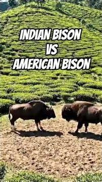 Indian Bison vs American Bison Fight | Ultimate Wild Battle 🦬🔥 | Surprising World