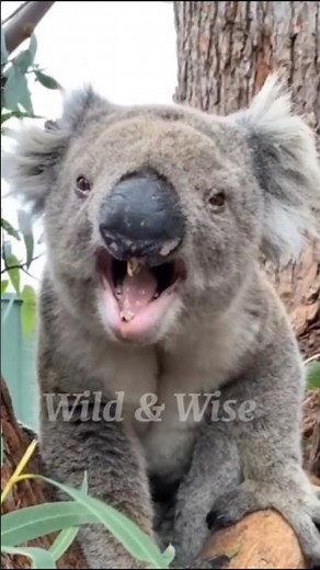 "Angry Koala in the Wild" #Koala #Wildlife #NatureShorts #AnimalKingdom #AustralianAnimals