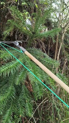 The ingenious invention of the high-altitude tree branch trimmer