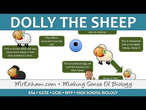 Cloning animals - Dolly the sheep - GCSE Biology (9-1)