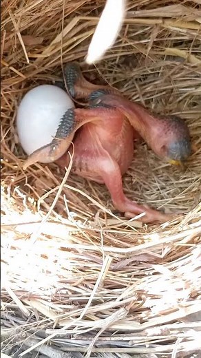 Common Cuckoo - Juvenile is throwing eggs of Reed Warbler out of nest [ Review Bird Nest ]
