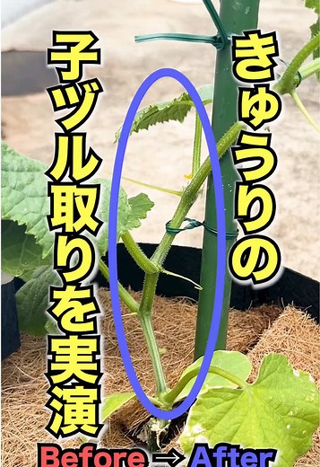 きゅうりの子ヅル取りと芽かきのコツ