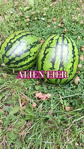 Alien Eier..Alien Eggs 👽👽👽🥚🥚