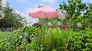 4 Pack Upgraded Plant Umbrellas for Outdoor Plants, 26" Larger Garden Plant Umbrella Shade with Adjustable Angle, 43.4" Higher Sun Shade for Plants, Potted Plant, Garden Beds