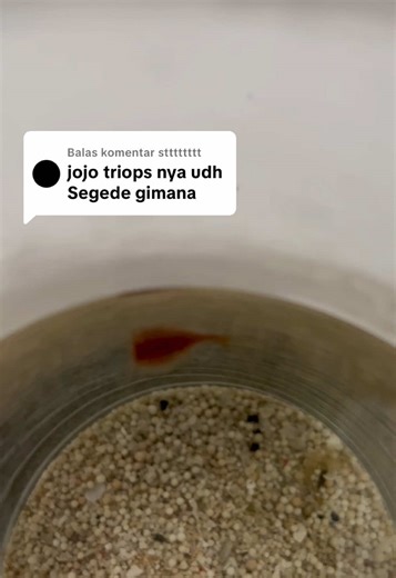 Membalas @stttttttt udah d*e triops nya 😳 😮‍💨 #fyp #fyppppppppppppppppppppppp