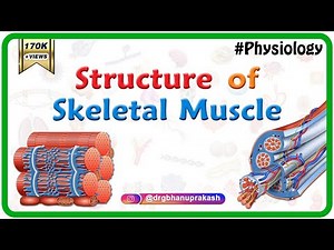 Microscopic Structure of Muscle Fibre Video Lecture | Physical Education for UGC NET