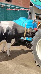 25K views · 297 reactions | Alhamdulillah sold out @topfans #cows #video #post Follow sheep seller ang For ADD PROMOTION CONTACT Thanks to all brothers who support  ❤️   | sheep seller ang | Facebook