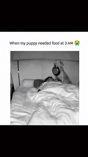 20K views · 764 reactions | funny and cute dogs compilation ... #funnydog #funnypet #cutedog #doglover #dog #fypシ #usa #trend #virals #fbreelsvideo #funny #foryouシ | Poop Bag Club | Facebook