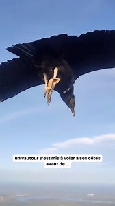 675K views · 3.4K reactions | 礪 Une rencontre magique ❤️NB: Alors que ce parapentiste était en plein vol, un vautour s'est joint à lui, volant à ses côtés et puis…  Credits  kerwynjones2 | Ivoirien's Lucky | Facebook