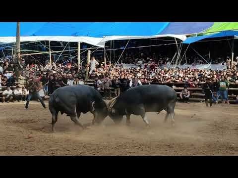 Bang Roy vs Bos PADATINDO (win)