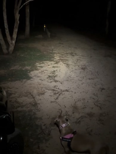 Creepy Encounters with Skinwalkers in the Forest