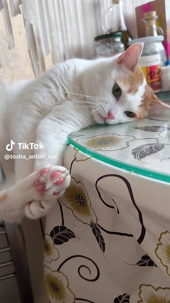 The most beautiful cat in the world 🤩